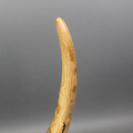 Mammoth Tusk // 24"