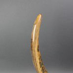 Mammoth Tusk // 24"