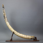 Mammoth Tusk 2 // 52"