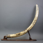 Mammoth Tusk 2 // 52"