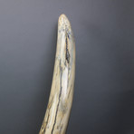 Mammoth Tusk 2 // 52"