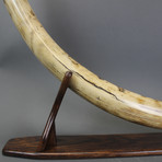 Mammoth Tusk 2 // 52"