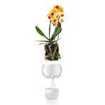 Self-Watering Orchid Pot // Glass Top (Large)