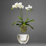 Self-Watering Orchid Pot (White)