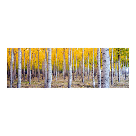 Birch Trees