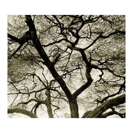 Branches