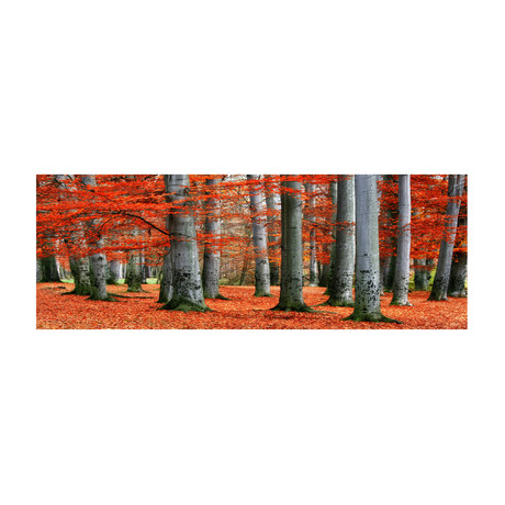 Autumn Forest