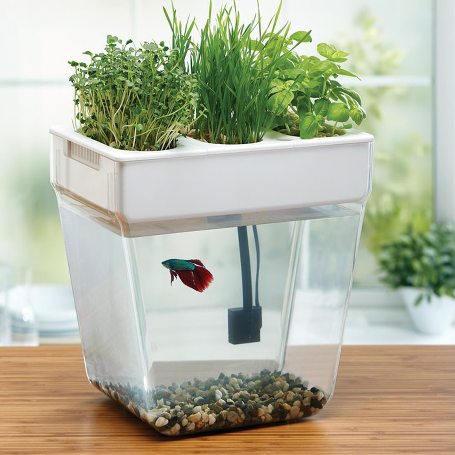 AQUAFARM WATER GARDEN - Back To The Roots - Touch of Modern