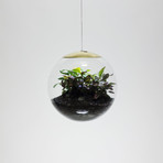 Globe // Suspended Terrarium (8" Terrarium + LED Light)