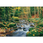 Forest Stream Wall Mural