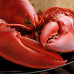 Live Maine Lobsters // 6 Pack (6 Pack // July 19 Delivery)