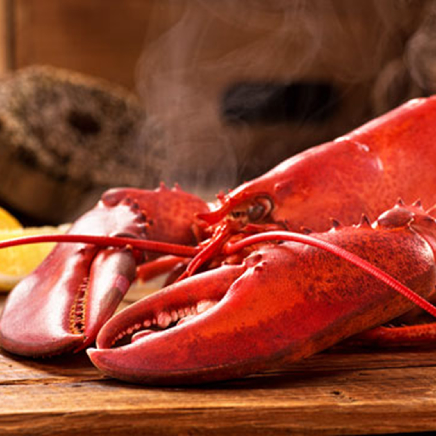 Live Maine Jumbo Lobsters // 4 Pack (4 Pack // July 19 Delivery