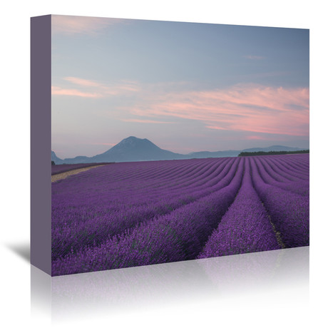 Lavender Field (5"W x 7"H x 1"D)