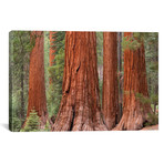 Mariposa Grove (26"W x 18"H x 0.75"D)