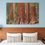 Mariposa Grove (26"W x 18"H x 0.75"D)