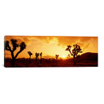 Sunset Joshua Tree Park (36"W x 12"H x 0.75"D)