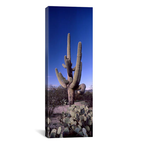 Saguaro Cactus (36"W x 12"H x 0.75"D)