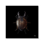 Engraved Entomology B // Stretched Canvas (16"W x 16"H x 1"D)