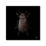 Engraved Entomology D // Stretched Canvas (16"W x 16"H x 1"D)