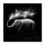 Elephant (16"W x 16"H x 1.5"D // Canvas)