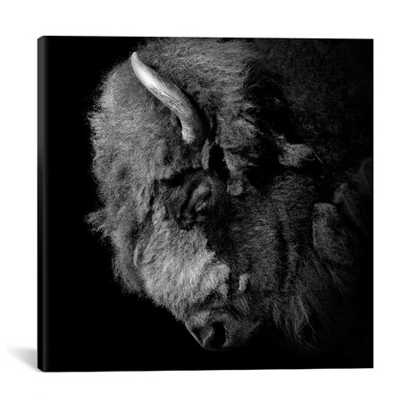 Buffalo // Lukas Holas (18"W x 18"H x 0.75"D)