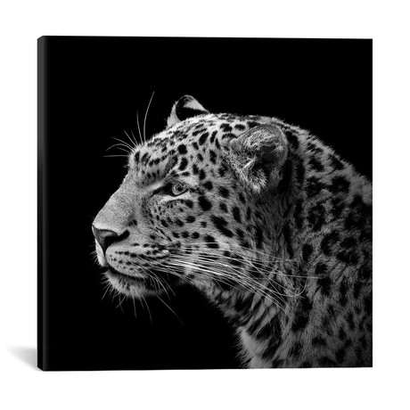 Leopard I // Lukas Holas (18"W x 18"H x 0.75"D)