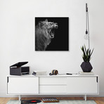 Lion In Black & White I // Lukas Holas (18"W x 18"H x 0.75"D)