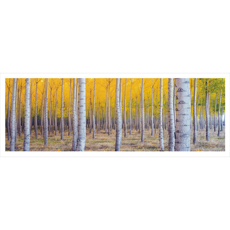 Birch Trees (60"W x 20"H x 1"D)