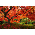 Japanese Maple (36"W x 24"H x 1"D)