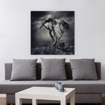 Sarolta Ban Canvas Print // #52 (18"W x 18H" x 0.75"D)