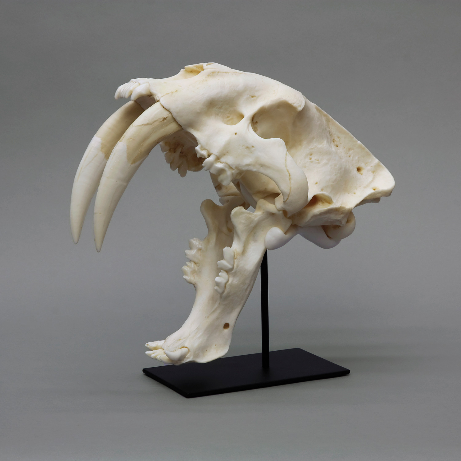 Sabertooth Cat Skull + Stand (Antique Finish) - Bone Clones - Touch of