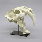 Deluxe Sabertooth Cat Skull + Stand (Antique Finish)