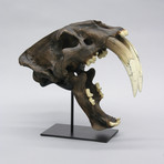 Deluxe Sabertooth Cat Skull + Stand (Antique Finish)