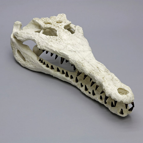 Giant Fossil Crocodile Skull