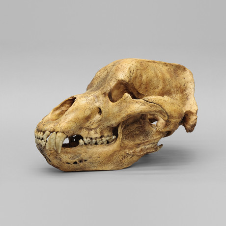 Cave Bear Skull + Stand