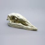 Giant Elephant Bird Skull