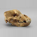 Cave Bear Skull + Stand