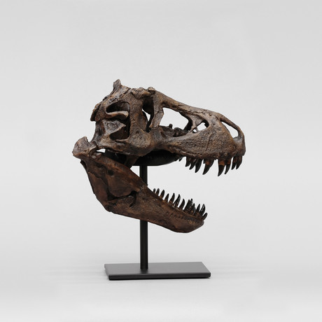 Tyrannosaurus Rex Skull + Stand