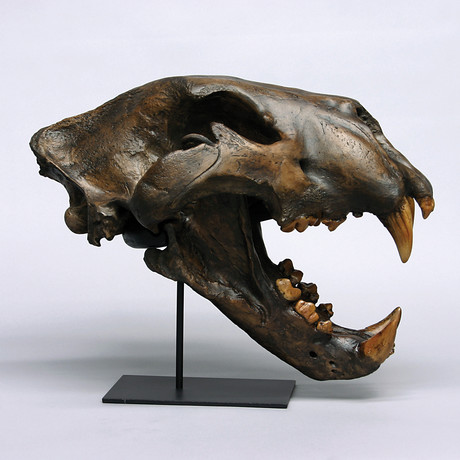 American Lion Skull + Stand