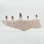 3D Prognathodon Giganteus Mosasaurus Jaw