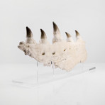 3D Prognathodon Giganteus Mosasaurus Jaw