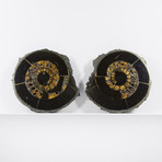 Speetoniceras Ammonite // Set of 2