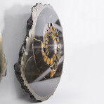 Speetoniceras Ammonite // Set of 2