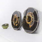 Speetoniceras Ammonite // Set of 2