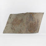 Paradoxides Acadoparadoxides Trilobite Slab