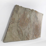 Paradoxides Acadoparadoxides Trilobite Slab