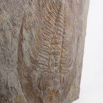 Paradoxides Acadoparadoxides Trilobite Slab