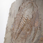 Paradoxides Acadoparadoxides Trilobite Slab