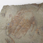 Paradoxides Acadoparadoxides Trilobite Slab