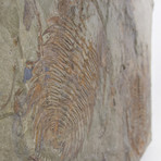 Paradoxides Acadoparadoxides Trilobite Slab